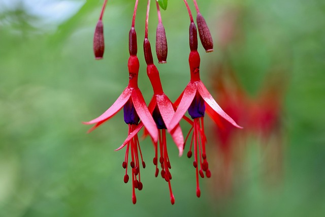 Hình ảnh minh họa ý nghĩa của từ drooping