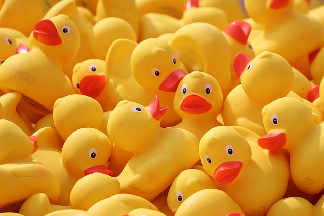 duck