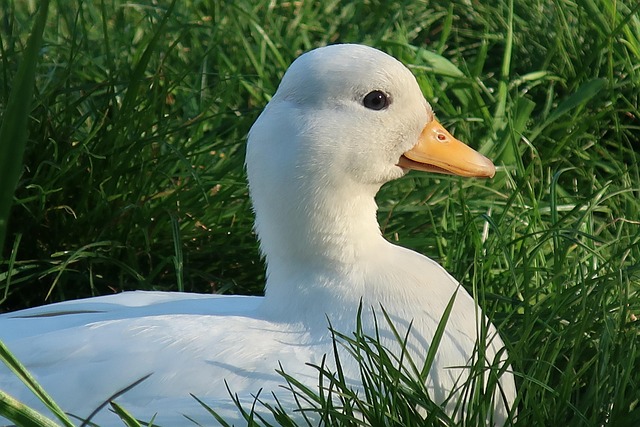 duck call