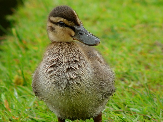 ducking