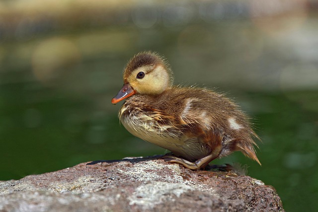 duckling
