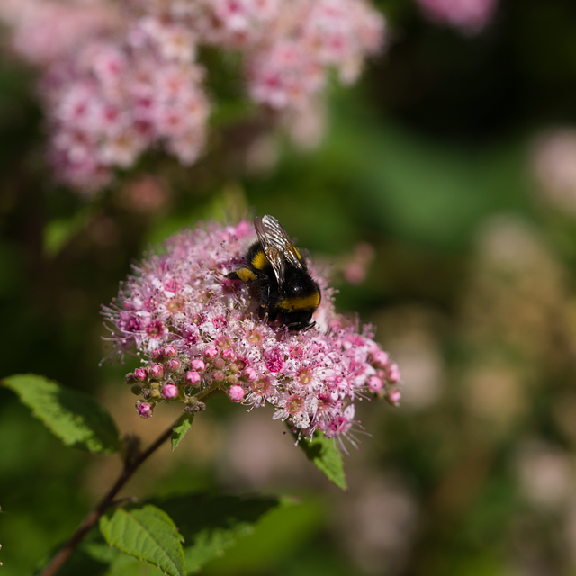 Hình ảnh minh họa ý nghĩa của từ due diligence