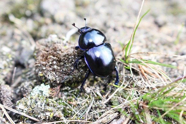 dung