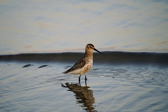 dunlin