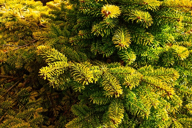 dwarf tree