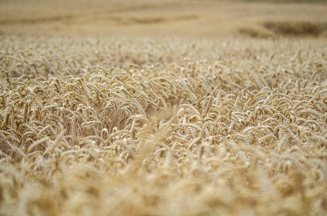 ear of corn