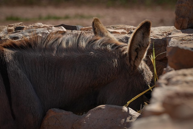 Hình ảnh minh họa ý nghĩa của từ ear stones