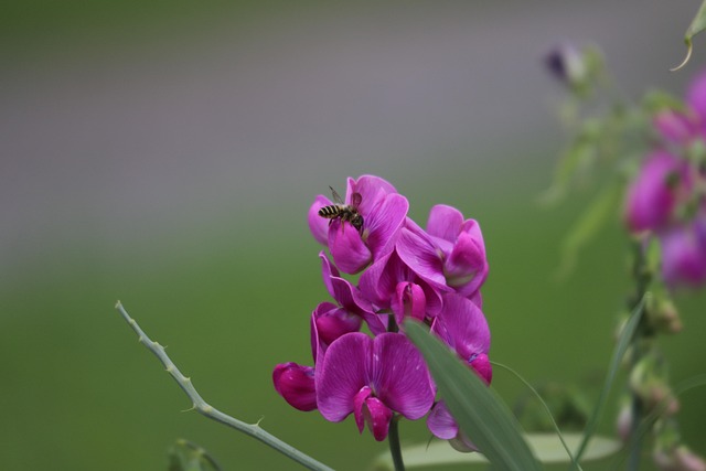 Hình ảnh minh họa ý nghĩa của từ earthnut