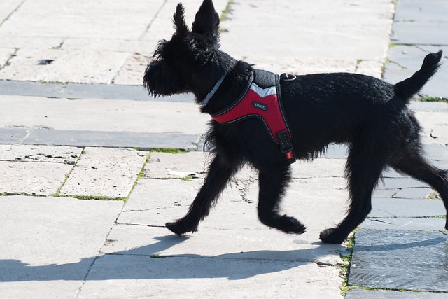 Hình ảnh minh họa ý nghĩa của từ easy running