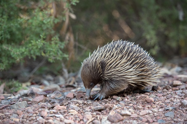 echidna