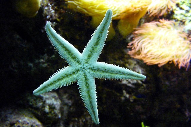 Hình ảnh minh họa ý nghĩa của từ echinoderms
