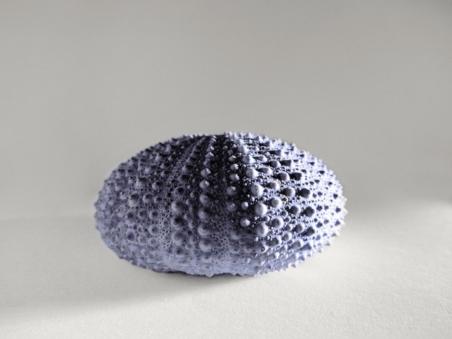 echinoidea