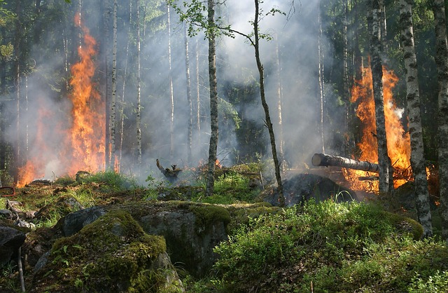 ecological damages