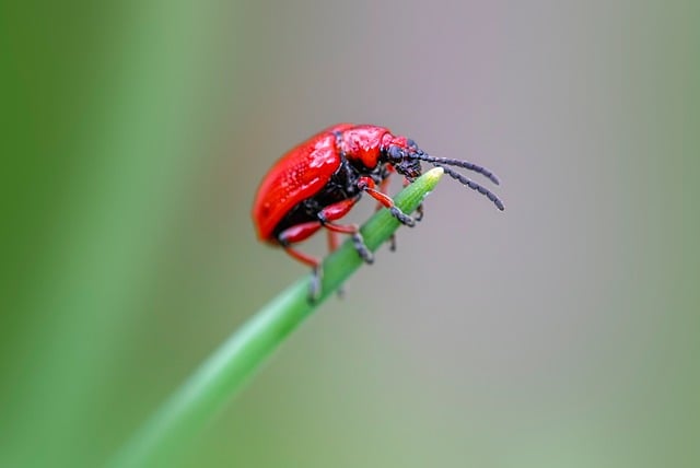 Hình ảnh minh họa ý nghĩa của từ ecological pest management