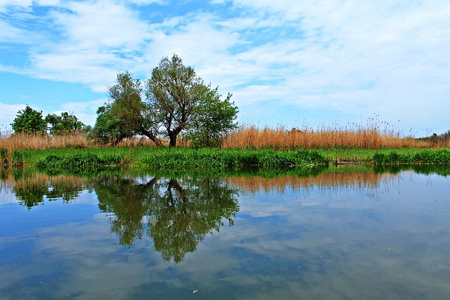 Hình ảnh minh họa ý nghĩa của từ ecosystem health