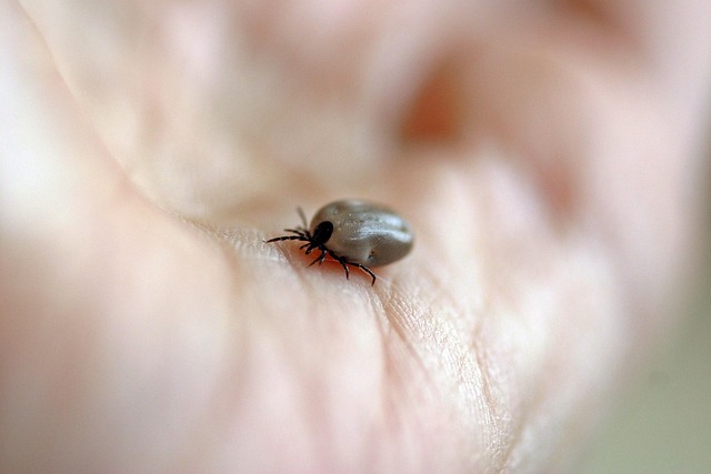 ectoparasite