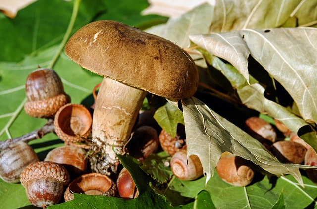 edible mushroom