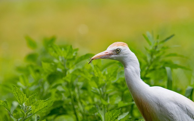 egret