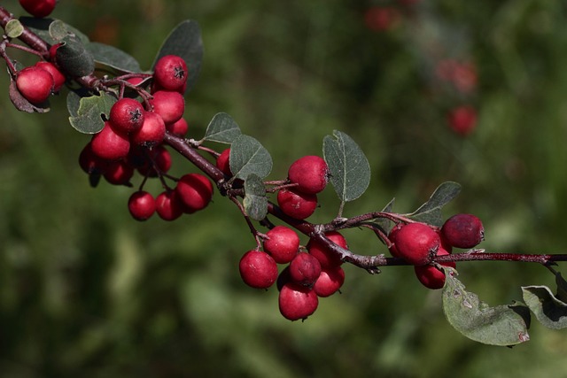 Hình ảnh minh họa ý nghĩa của từ embellishment