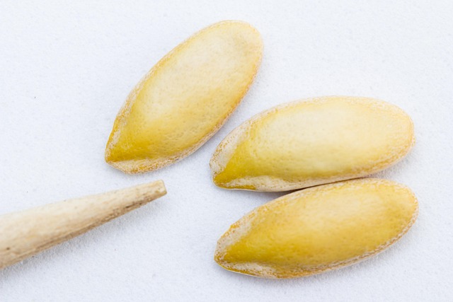 Hình ảnh minh họa ý nghĩa của từ embryo