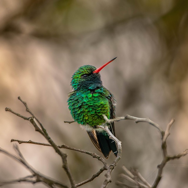 Hình ảnh minh họa ý nghĩa của từ emerald