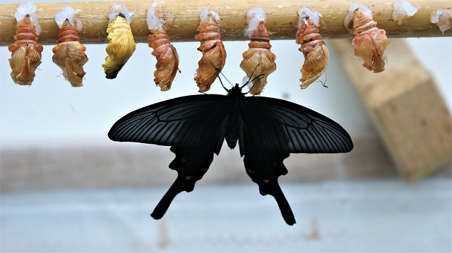 emerge suddenly