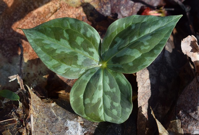 Hình ảnh minh họa ý nghĩa của từ emerged