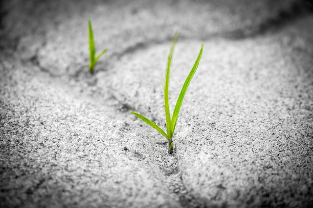 emergent plant