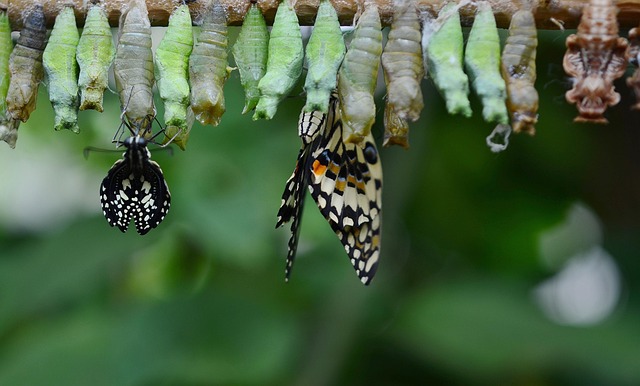 emerging patterns