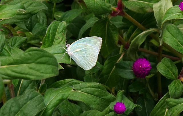 Hình ảnh minh họa ý nghĩa của từ emigrants