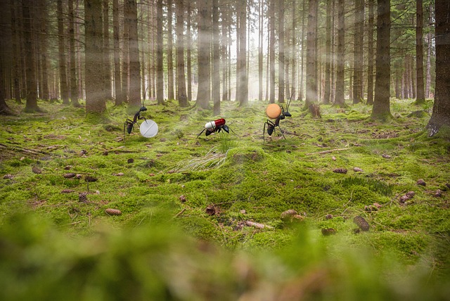 Hình ảnh minh họa ý nghĩa của từ emigration