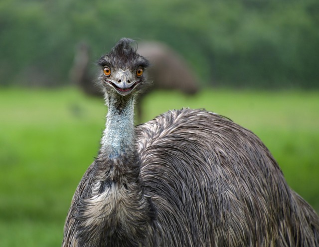 emu