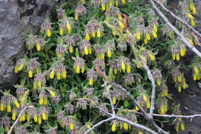 Hình ảnh minh họa ý nghĩa của từ endemic species