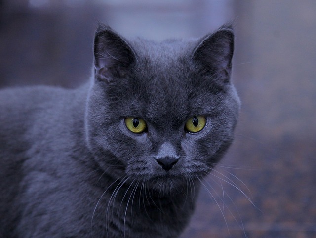 Hình ảnh minh họa ý nghĩa của từ enraged