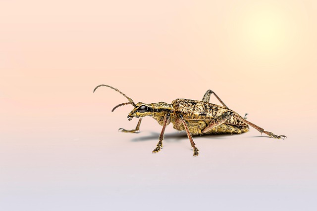 Hình ảnh minh họa ý nghĩa của từ entomologist