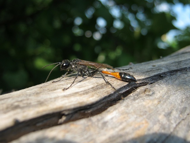 Hình ảnh minh họa ý nghĩa của từ entomophagous