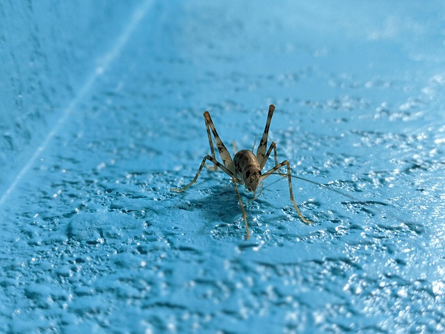 Hình ảnh minh họa ý nghĩa của từ entomophagy