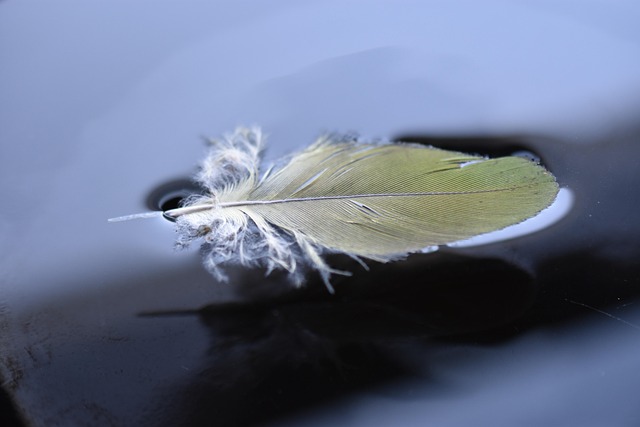 Hình ảnh minh họa ý nghĩa của từ epidermal