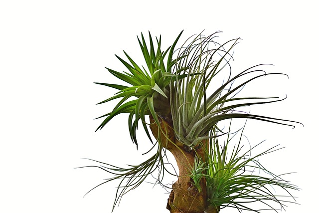 Hình ảnh minh họa ý nghĩa của từ epiphytic