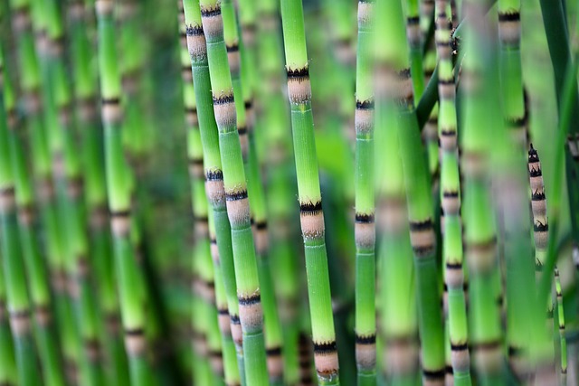 equisetum
