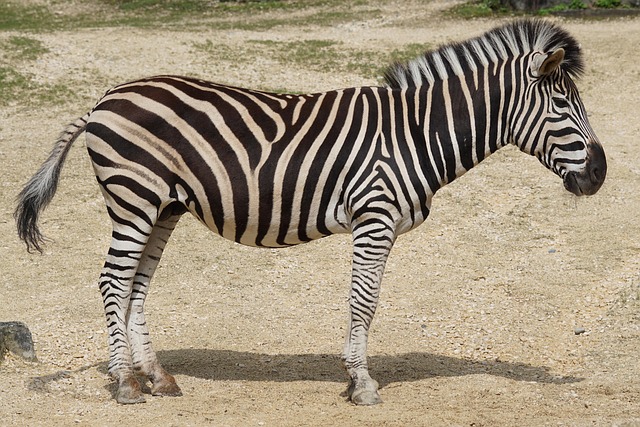 equus quagga