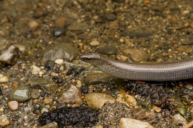 Hình ảnh minh họa ý nghĩa của từ erratic