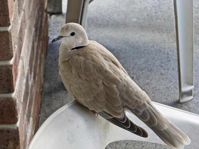 Hình ảnh minh họa ý nghĩa của từ escapee