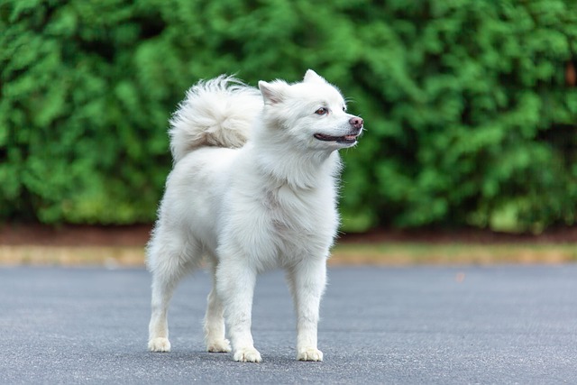 eskimo
