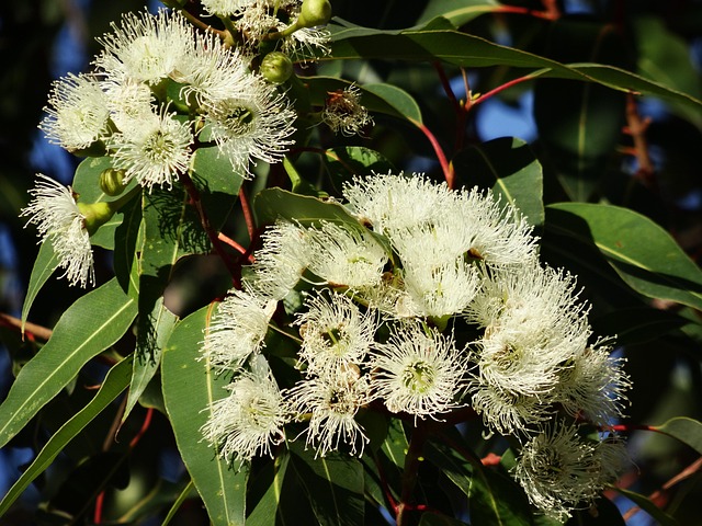 Hình ảnh minh họa ý nghĩa của từ eucalyptus