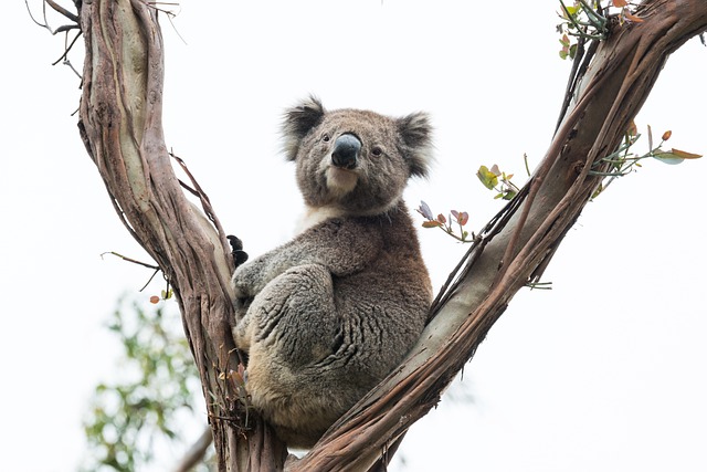 eucalyptus tree