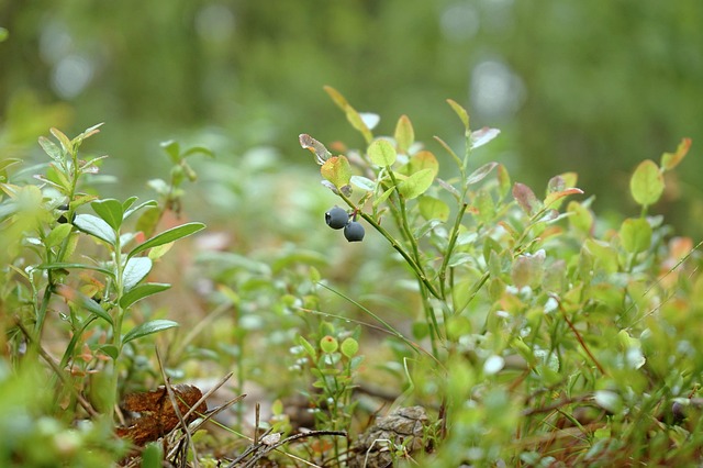 european blueberry