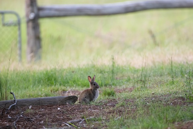 european rabbit