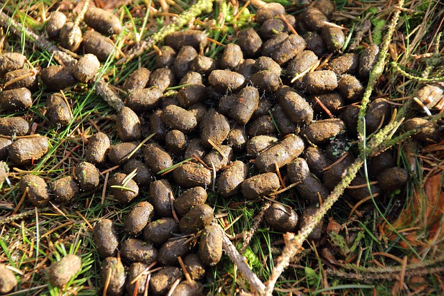 Hình ảnh minh họa ý nghĩa của từ excremental