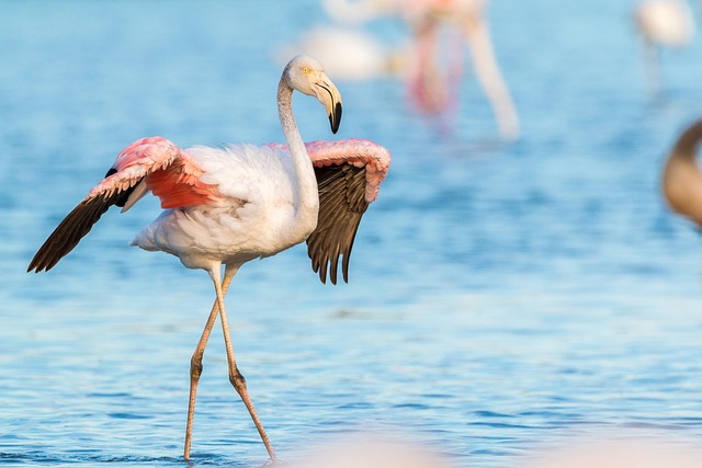 exotic birds